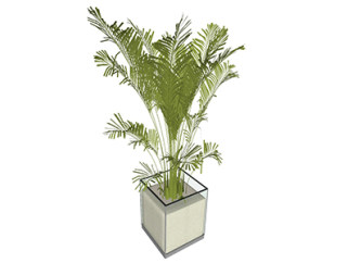 散尾葵盆栽sketchup模型，手绘绿植草图大师模型下载