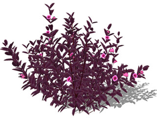 红花檵木植物su模型，绿植灌木草图大师模型下载