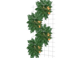 贯众盆栽植物su模型，园艺花草sketchup模型下载
