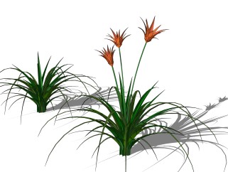 萱草绿植sketchup模型，现代观花植物skp文件下载