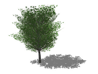 五角枫乔木草图大师模型，景观绿植sketchup素材下载