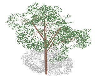 栾树乔木sketchup素材，景观绿植草图大师模型下载