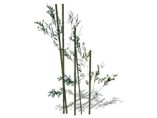 黔竹植物su模型，景观绿植草图大师模型下载