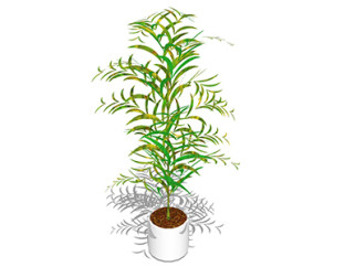 袖珍椰盆栽su模型，手绘绿植草图大师模型下载