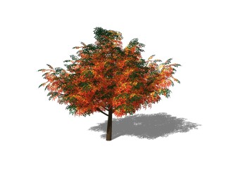 红枫景观树sketchup模型免费下载，植物树草图大师模型