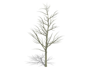 栾树枯树乔木草图大师模型，景观绿植sketchup素材下载