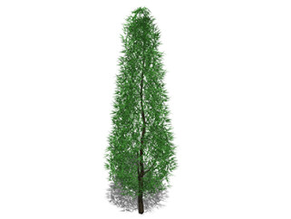  池杉乔木草图大师模型，景观绿植sketchup素材下载