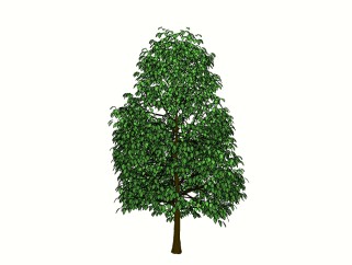 垂叶榕景观树免费su模型下载、景观树草图大师模型下载