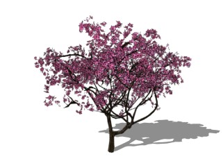 紫花风铃木景观树免费su模型下载、景观树草图大师模型下载