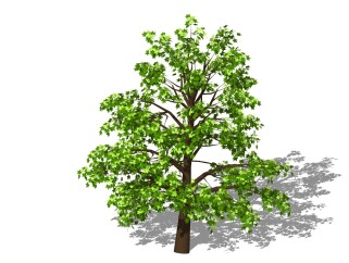 梧桐树景观树免费su模型下载、景观树草图大师模型下载