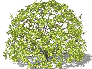花叶木薯灌木丛sketchup模型，常绿灌木skp文件下载