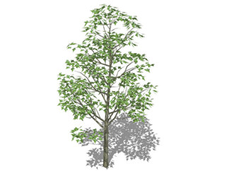 杂交马褂木乔木sketchup素材，景观绿植草图大师模型下载