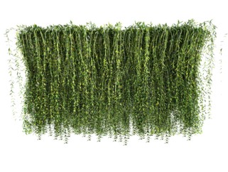 迎春垂直绿化植物墙su模型下载，绿植背景墙草图大师模型