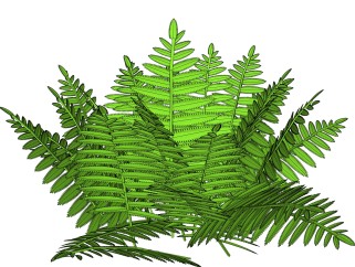 荚果蕨绿植sketchup模型，现代观叶植物skp文件下载