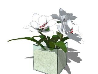 方形玻璃花盆植物su模型，茉莉花艺草图大师模型下载