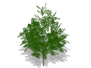 黄山栾树乔木sketchup素材，景观绿植草图大师模型下载