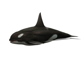 现代虎鲸sketchup模型，动物草图大师模型下载