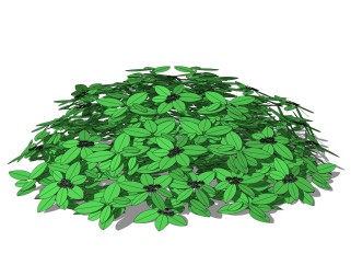 鹅掌柴灌木丛sketchup模型，常绿灌木skp文件下载