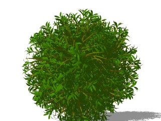 金山绣线菊灌木丛su模型，常绿灌木草图大师模型下载