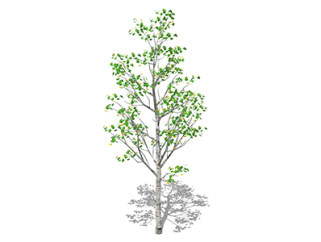 白杨乔木sketchup素材，景观绿植草图大师模型下载
