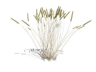 现代植物冰草草图大师模型下载，冰草sketchup模型分享