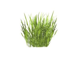 苦草地被植物su模型免费下载，植物草图大师模型分享