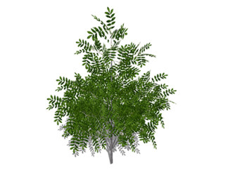 槐树乔木草图大师模型，景观绿植sketchup素材下载