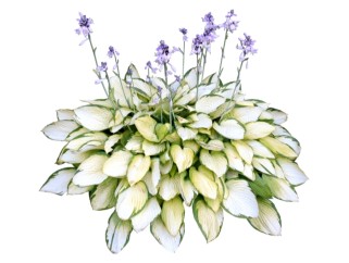 玉簪su模型免费下载，草图大师植物花模型分享