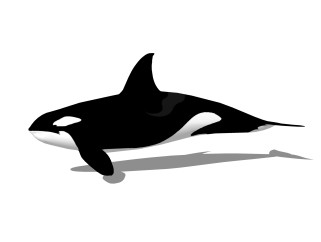 现代虎鲸草图大师模型，动物sketchup模型下载