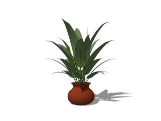 也门铁植物盆栽草图大师模型，植物盆栽sketchup模型下载