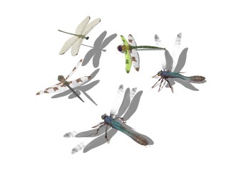 现代蜻蜓草图大师模型，蜻蜓sketchup模型免费下载