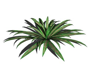巴西美人绿植sketchup模型，室内观叶植物skp文件下载