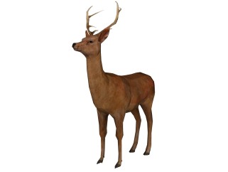 现代鹿sketchup模型，动物草图大师模型下载