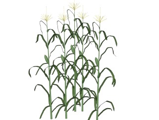 玉米绿植sketchup模型，现代观叶植物skp文件下载