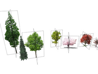 喜树乔木草图大师模型，景观绿植sketchup素材下载