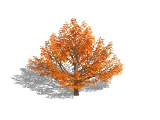现代红枫SU模型免费下载，植物树草图大师模型