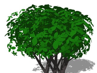 油茶灌木丛su模型，常绿灌木草图大师模型下载