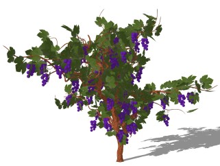 葡萄灌木丛su模型，常绿灌木草图大师模型下载