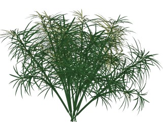 风车草绿植sketchup模型，现代观叶植物skp文件下载