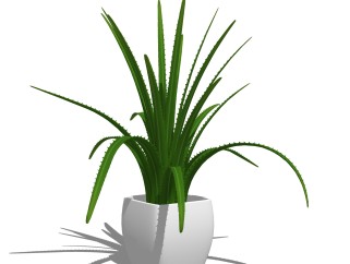龙舌兰盆栽植物su模型，园艺花草sketchup模型下载