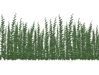 尤加利树灌木丛sketchup模型，常绿灌木skp文件下载