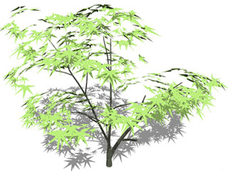 鸡爪槭乔木草图大师模型，景观绿植sketchup素材下载