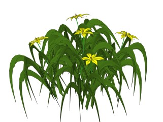 萱草绿植sketchup模型，现代花卉植物skp文件下载