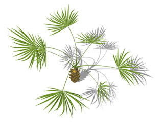 棕榈树现代植物su模型，绿植花草图大师模型下载