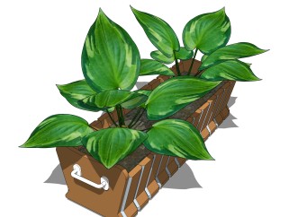 绿植花艺草图大师下载，玉簪垂直绿化植物su模型分享