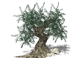 植物树SU模型，植物树SKB文件下载