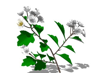 山楂sketchup模型，现代花卉植物skp文件下载