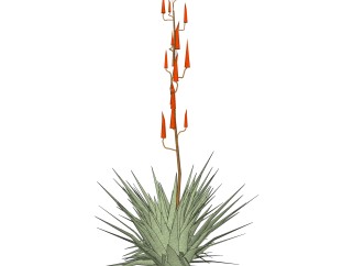 龙舌兰绿植sketchup模型，现代观花植物skp文件下载