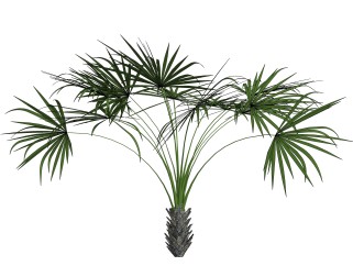 棕竹绿植sketchup模型，现代观叶植物skp文件下载