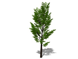 银杏景观树免费su模型下载、景观树草图大师模型下载